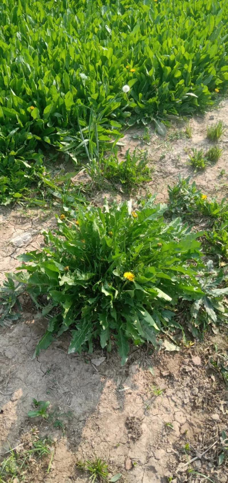 河南鹿邑蒲公英野菜特菜产地直发货量充足量大从优