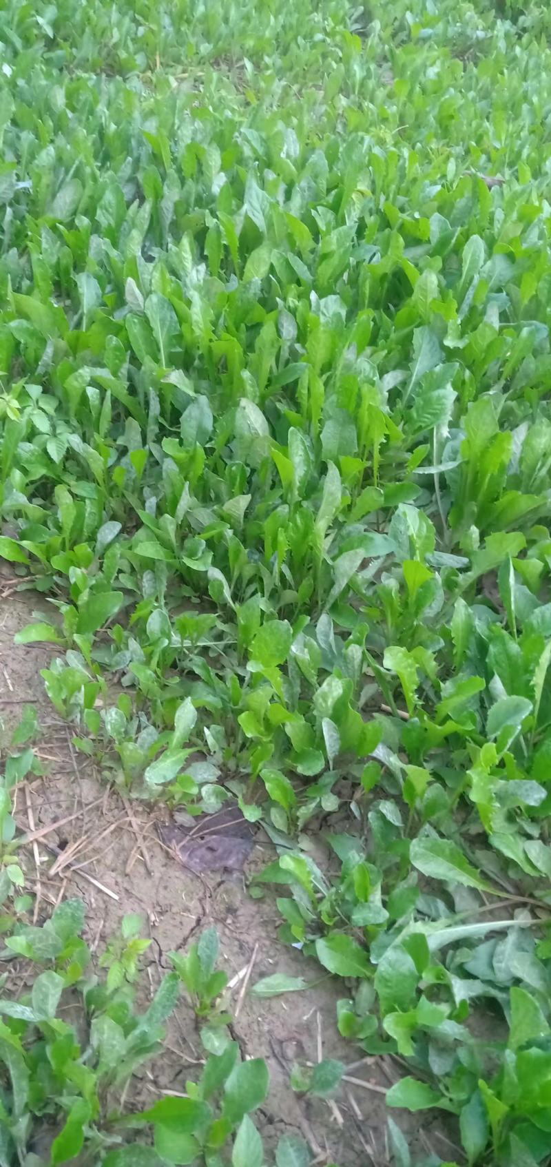 河南鹿邑蒲公英野菜特菜产地直发货量充足量大从优