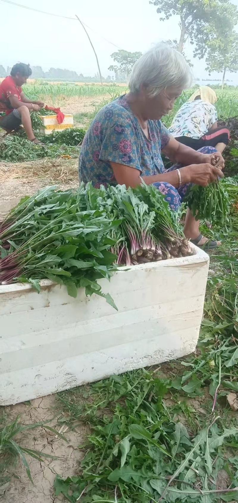 河南鹿邑蒲公英野菜特菜产地直发货量充足量大从优