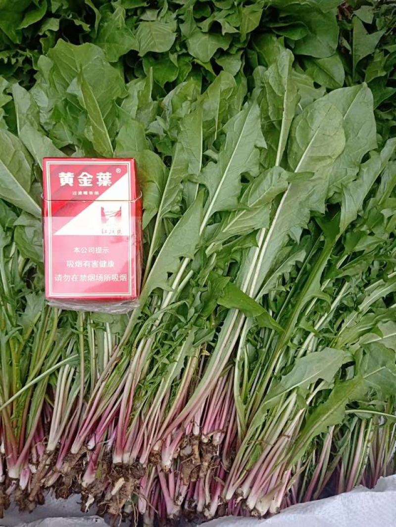 精选优质蒲公英可食用野菜产地直发货量充足量大从优