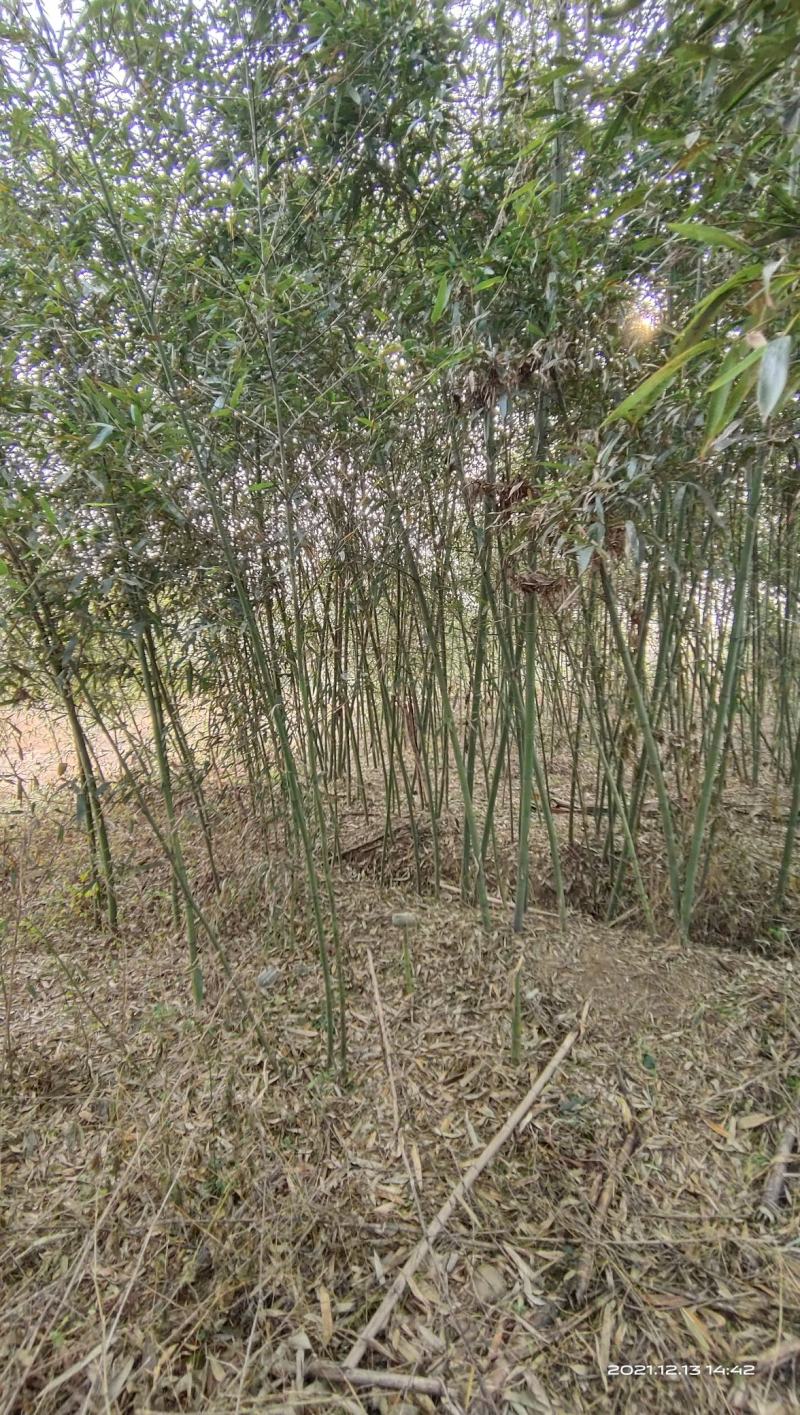 竹子，刚竹，紫竹常年海量销售(1-5公分)