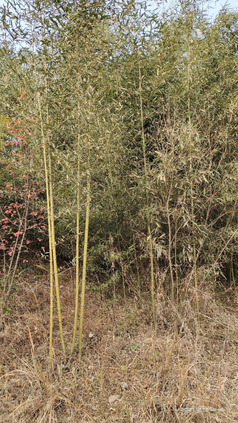 竹子，刚竹，紫竹常年海量销售(1-5公分)