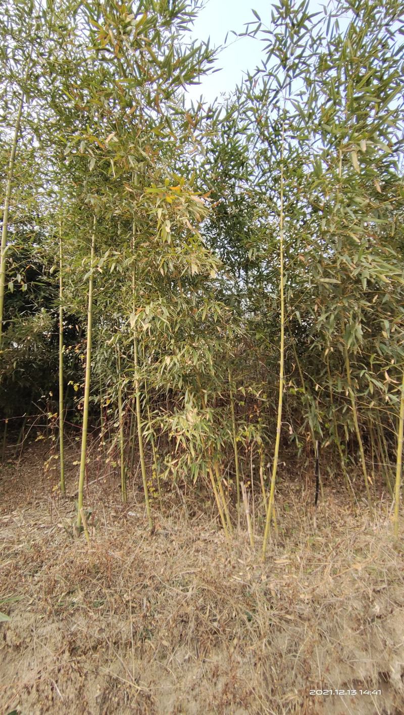 竹子，刚竹，紫竹常年海量销售(1-5公分)