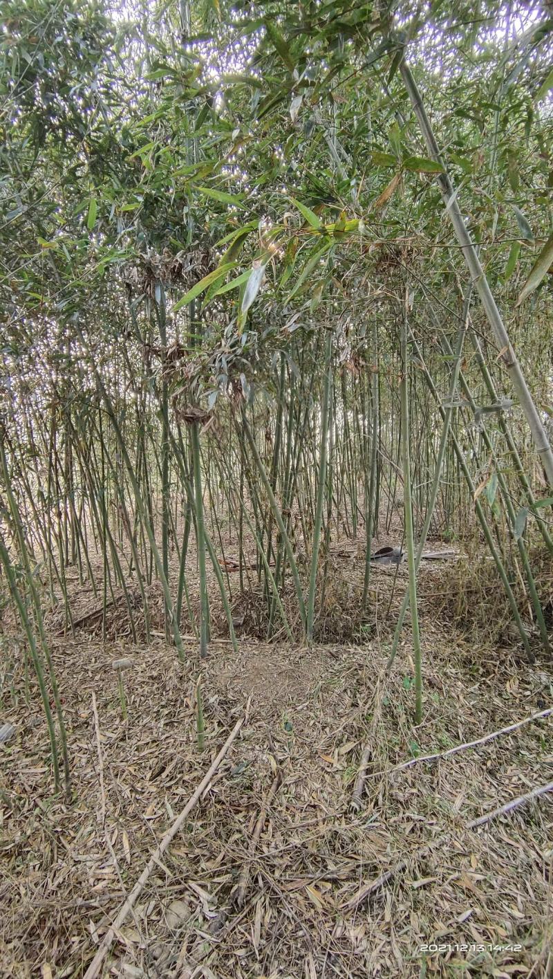 竹子，刚竹，紫竹常年海量销售(1-5公分)