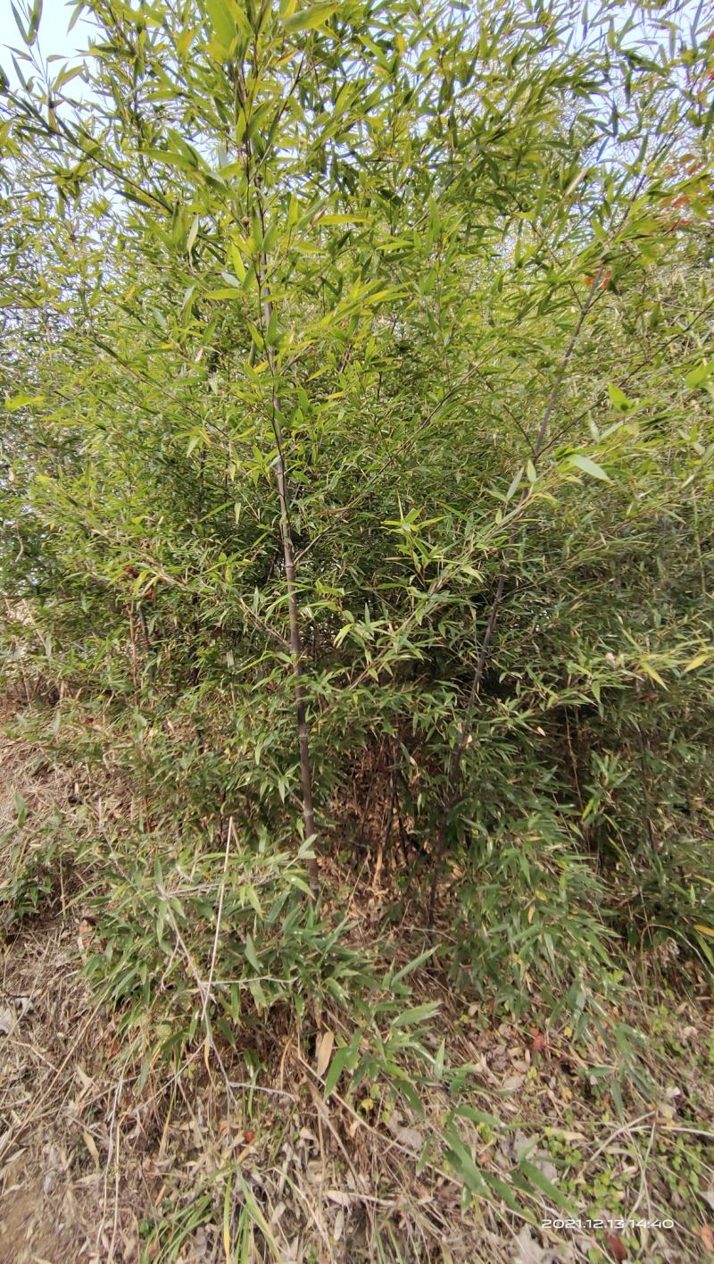 竹子，刚竹，紫竹常年海量销售(1-5公分)