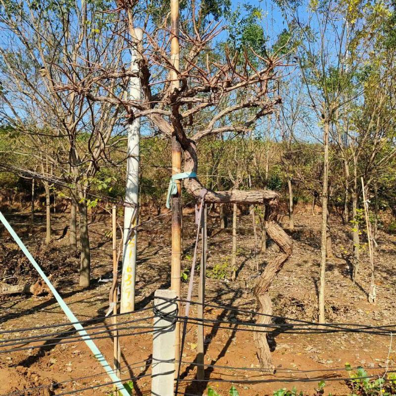 凌霄花树1.5公分-30公分造型凌霄苗圃直销，一手货源