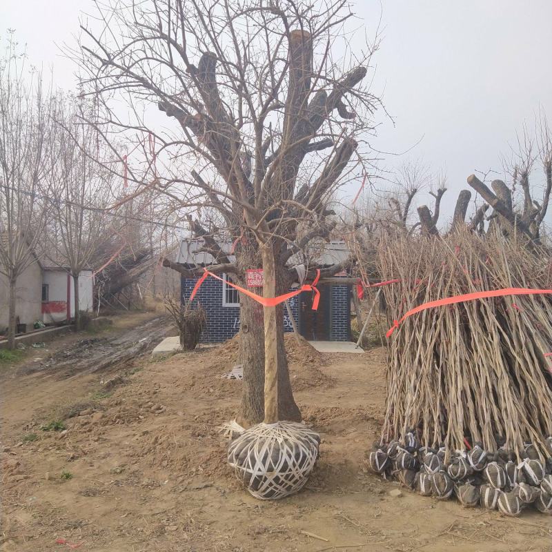 石榴树高杆石榴树造型石榴树丛生石榴古石榴树