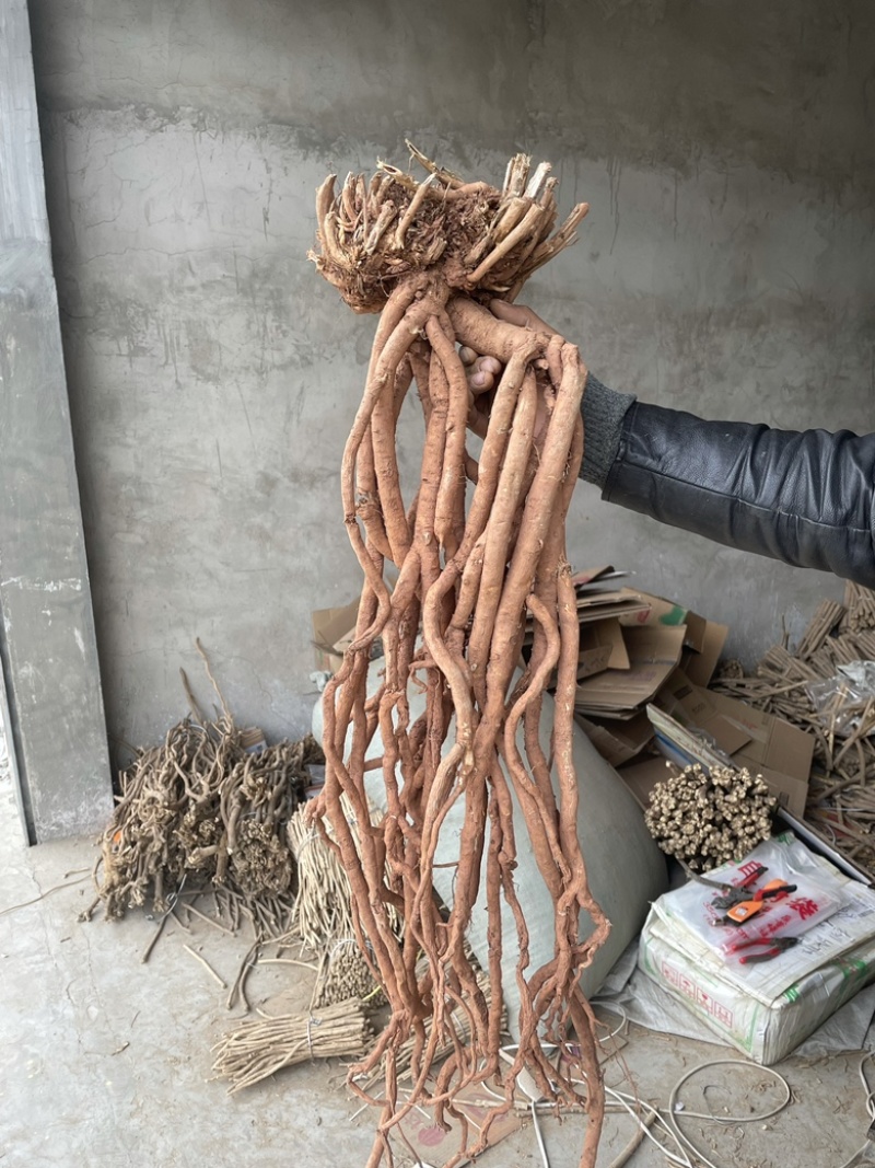 【精选】野生黄芪黄芪可切片产地直销产地批发包邮。