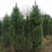 2米高度塔柏，绿篱及遮光品种，常绿灌木，成活率高