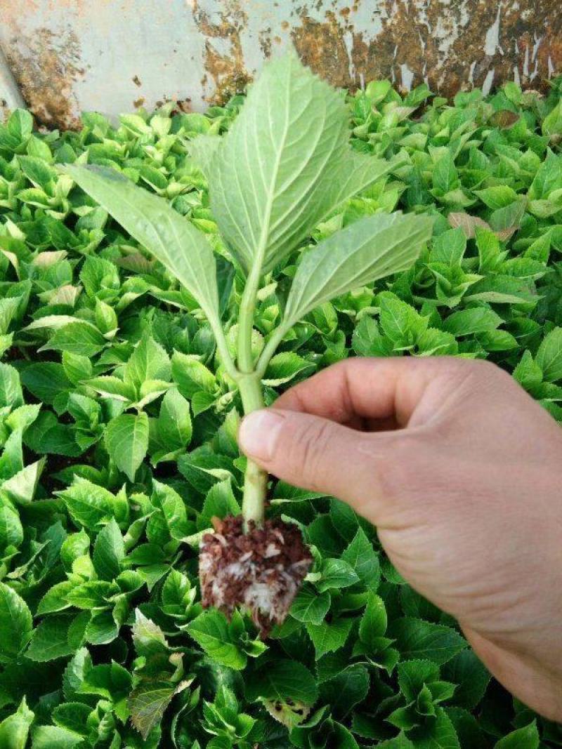 绣球小苗云南基地直供秀球花种苗八仙花苗四季开花