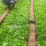 绣球小苗云南基地直供秀球花种苗八仙花苗四季开花
