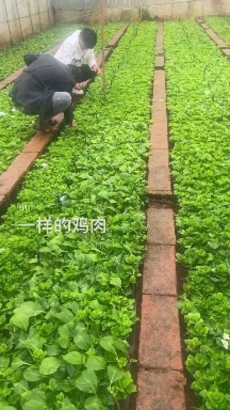 绣球小苗云南基地直供秀球花种苗八仙花苗四季开花