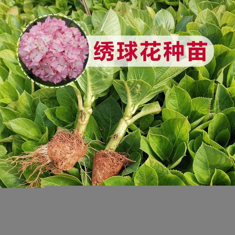 绣球小苗云南基地直供秀球花种苗八仙花苗四季开花