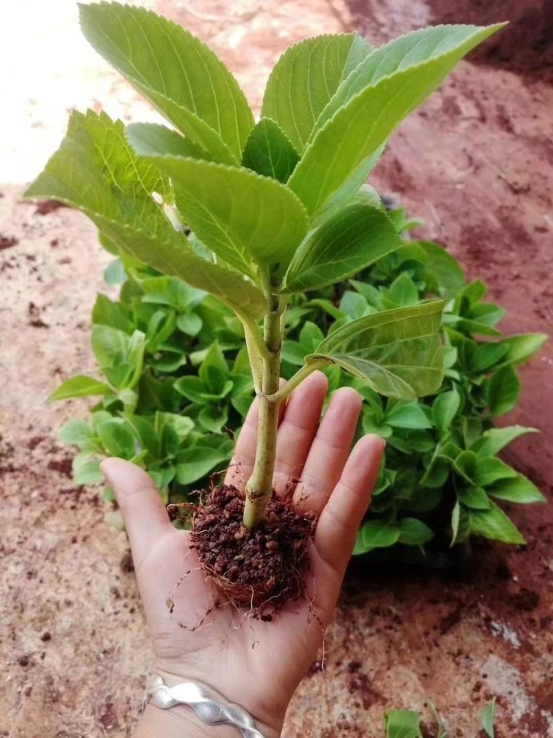 绣球小苗云南基地直供秀球花种苗八仙花苗四季开花