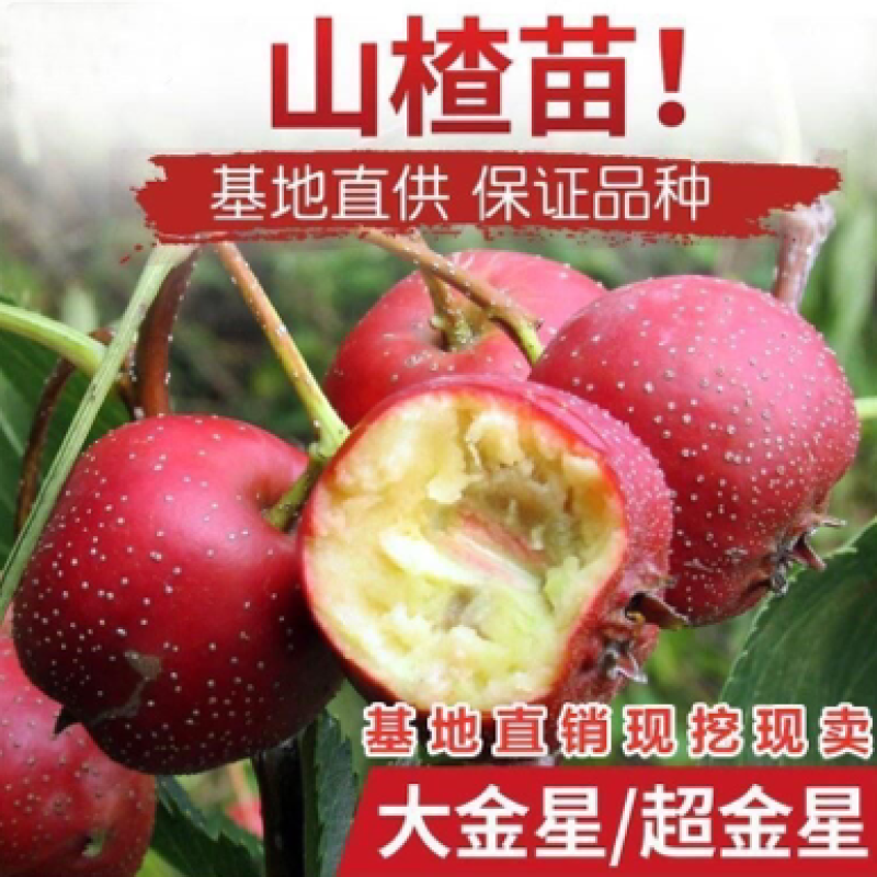山楂苗山东大果大金星山楂苗新品种山楂树苗果树苗包对版