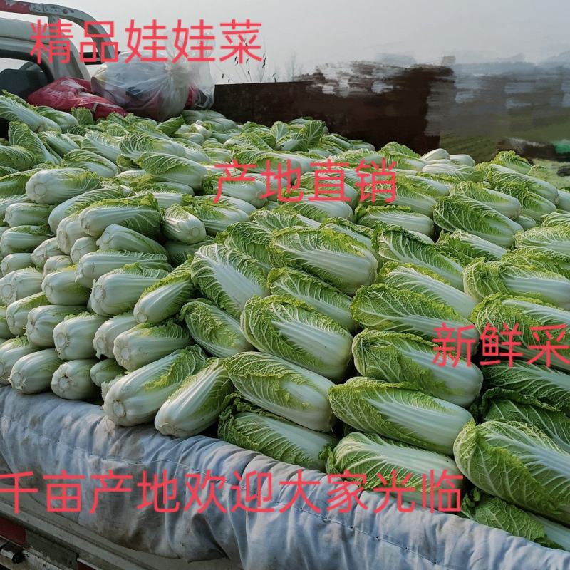 优质娃娃菜精神漂亮，欢迎选购，量大从优。