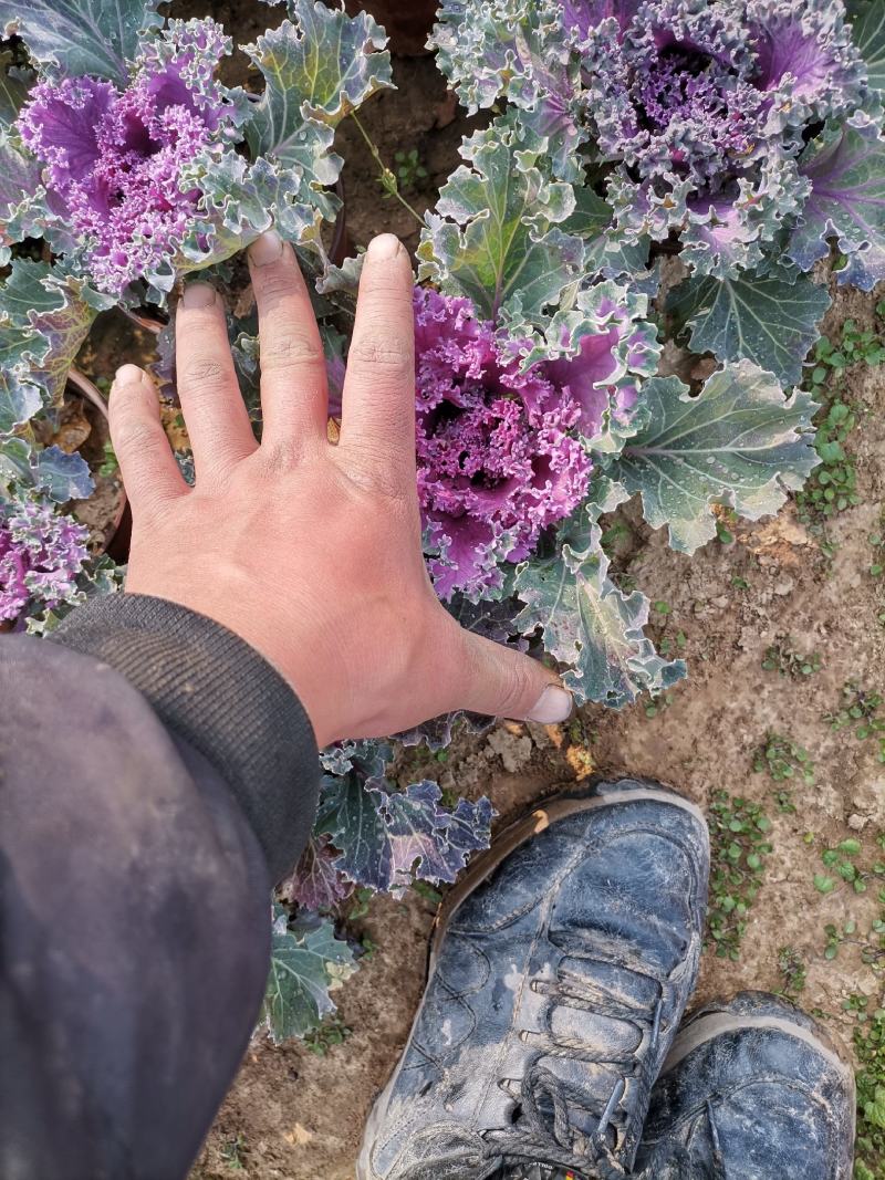 羽衣甘蓝，耐寒草花，羽衣甘蓝多年生，大量供应，羽衣甘蓝