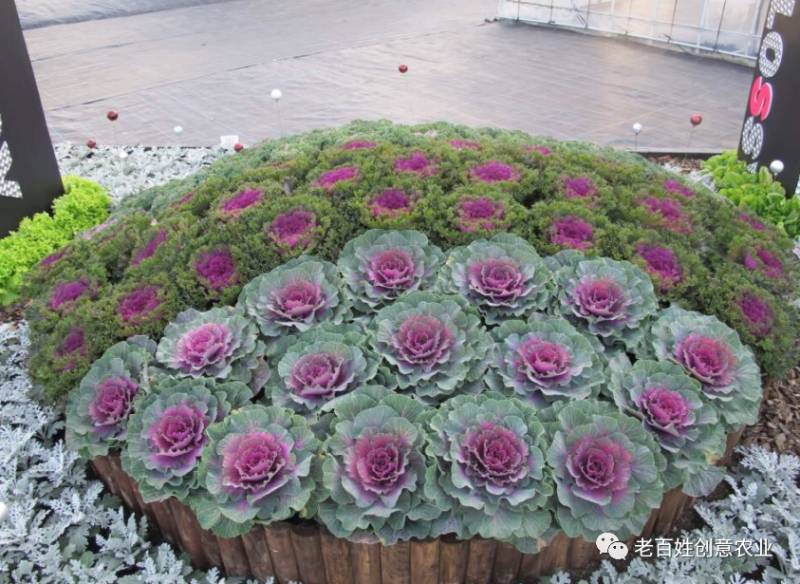 羽衣甘蓝，耐寒草花，羽衣甘蓝多年生，大量供应，羽衣甘蓝