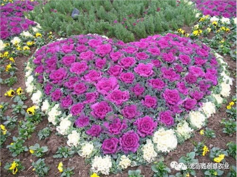 羽衣甘蓝，耐寒草花，羽衣甘蓝多年生，大量供应，羽衣甘蓝