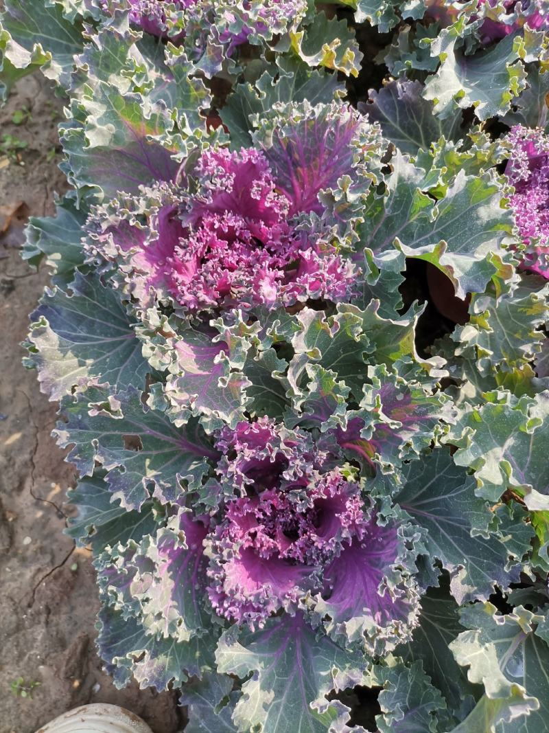 羽衣甘蓝，耐寒草花，羽衣甘蓝多年生，大量供应，羽衣甘蓝