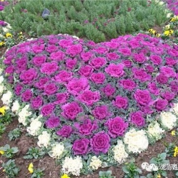 羽衣甘蓝，耐寒草花，羽衣甘蓝多年生，大量供应，羽衣甘蓝