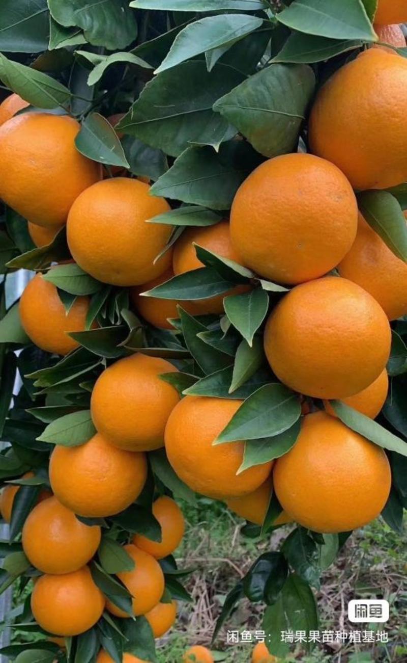 香橙头爱媛38假植苗，两年苗。苗子清秀，无病虫害。