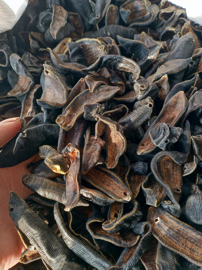 水蛭干中药材蚂蟥干干货宽体金线水蛭质量保证欢迎咨询选购