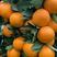 香橙头爱媛38假植苗，两年苗。苗子清秀，无病虫害。