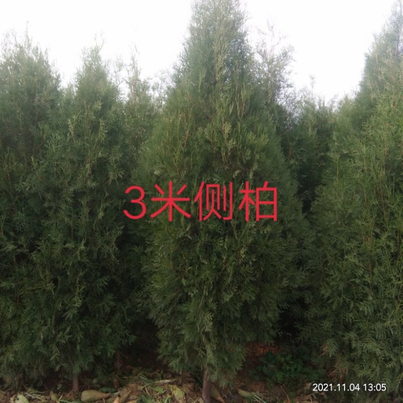 2米2.5米3米，3.5米大田侧柏，柏树，不脱脚各种杯苗