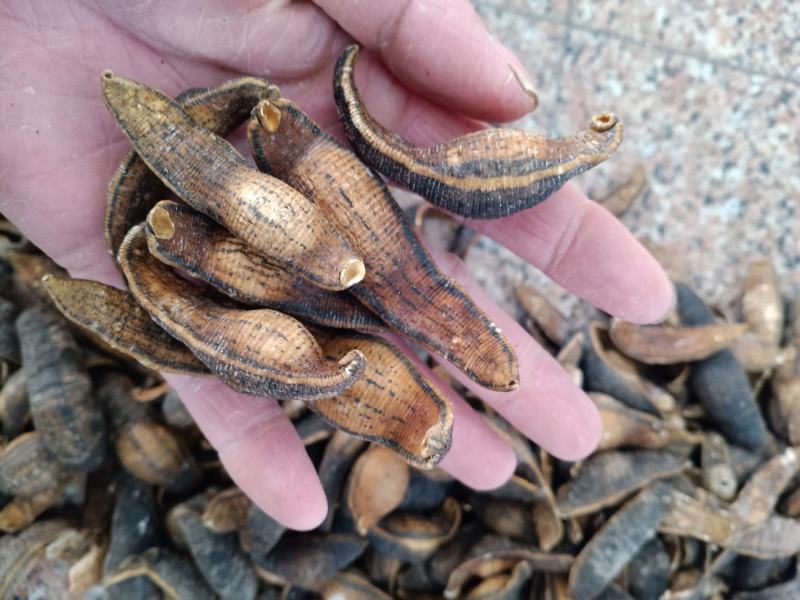 水蛭干中药材蚂蟥干干货宽体金线水蛭质量保证欢迎咨询选购