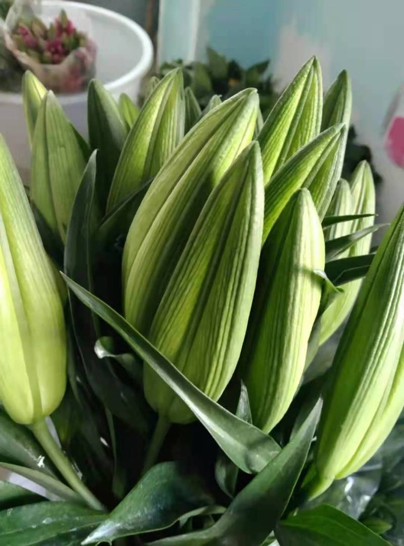 鲜切百合花，西伯利亚，（白色）