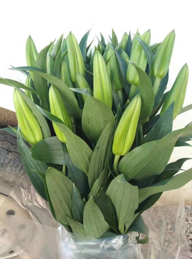 鲜切百合花，西伯利亚，（白色）