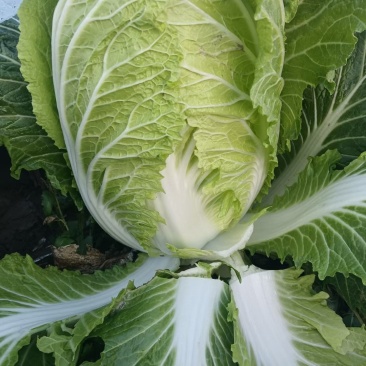 大量供应白菜，有要的可以联系我，支持各种包装