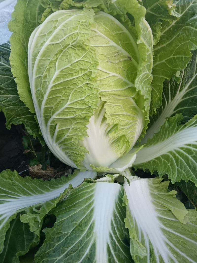 大量供应白菜，有要的可以联系我，支持各种包装