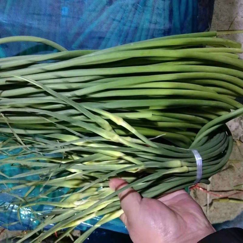 莒县蒜薹批发价格，青苔。杂交，精品加工，1块起步