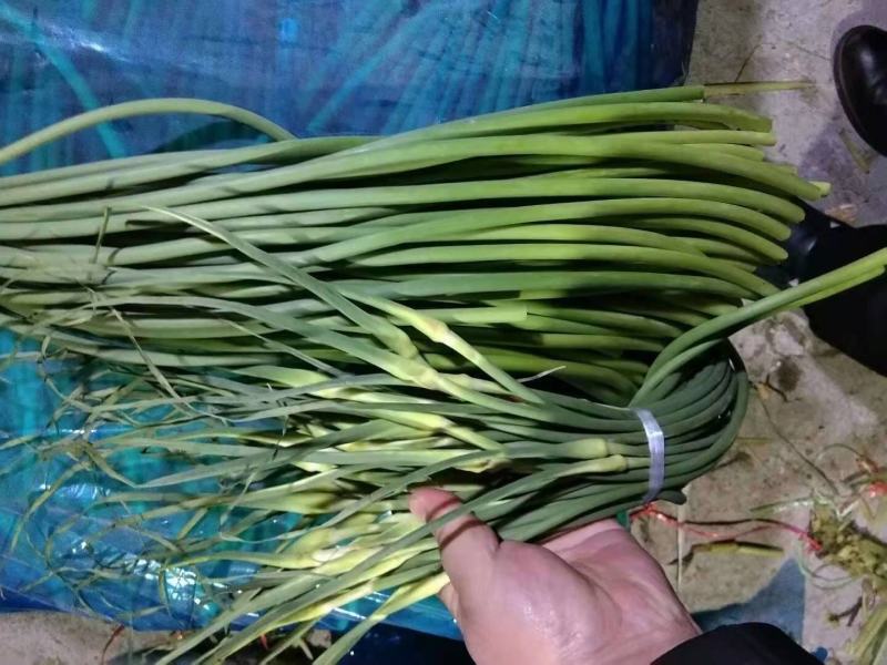 莒县蒜薹批发价格，青苔。杂交，精品加工，1块起步