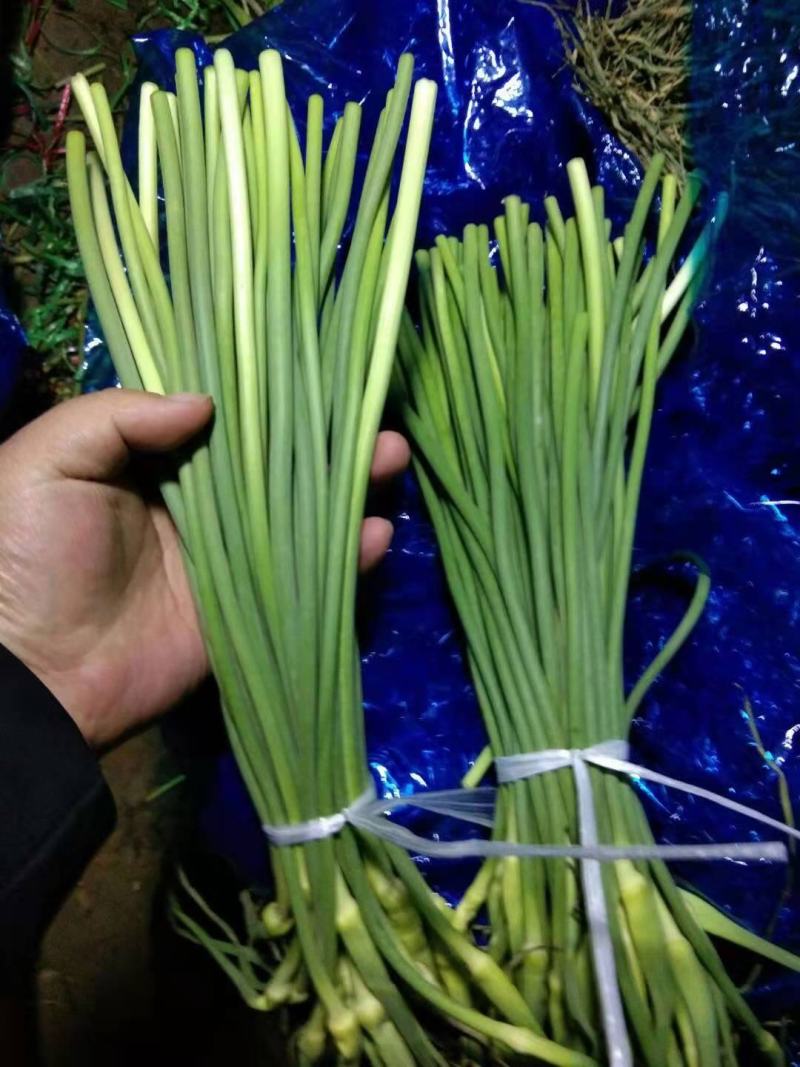 莒县蒜薹批发价格，青苔。杂交，精品加工，1块起步
