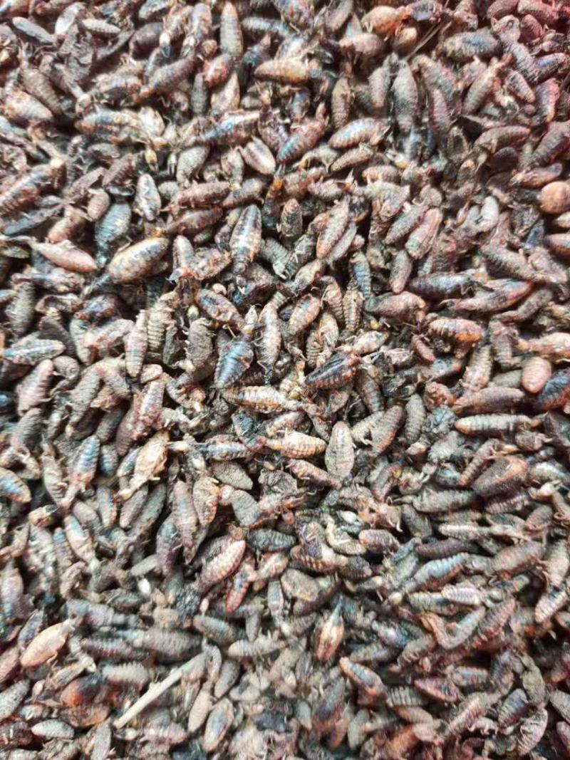 金沙牛蚁狮地牯牛炒干个个金黄膨胀纯清水金沙牛