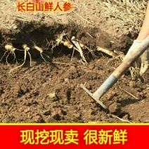 长白山鲜人参带土鲜参现挖新鲜人参泡酒煲汤