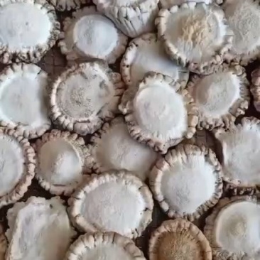 鹿角帽粉梅花鹿角帽免费打粉500克大量批发鹿角粉