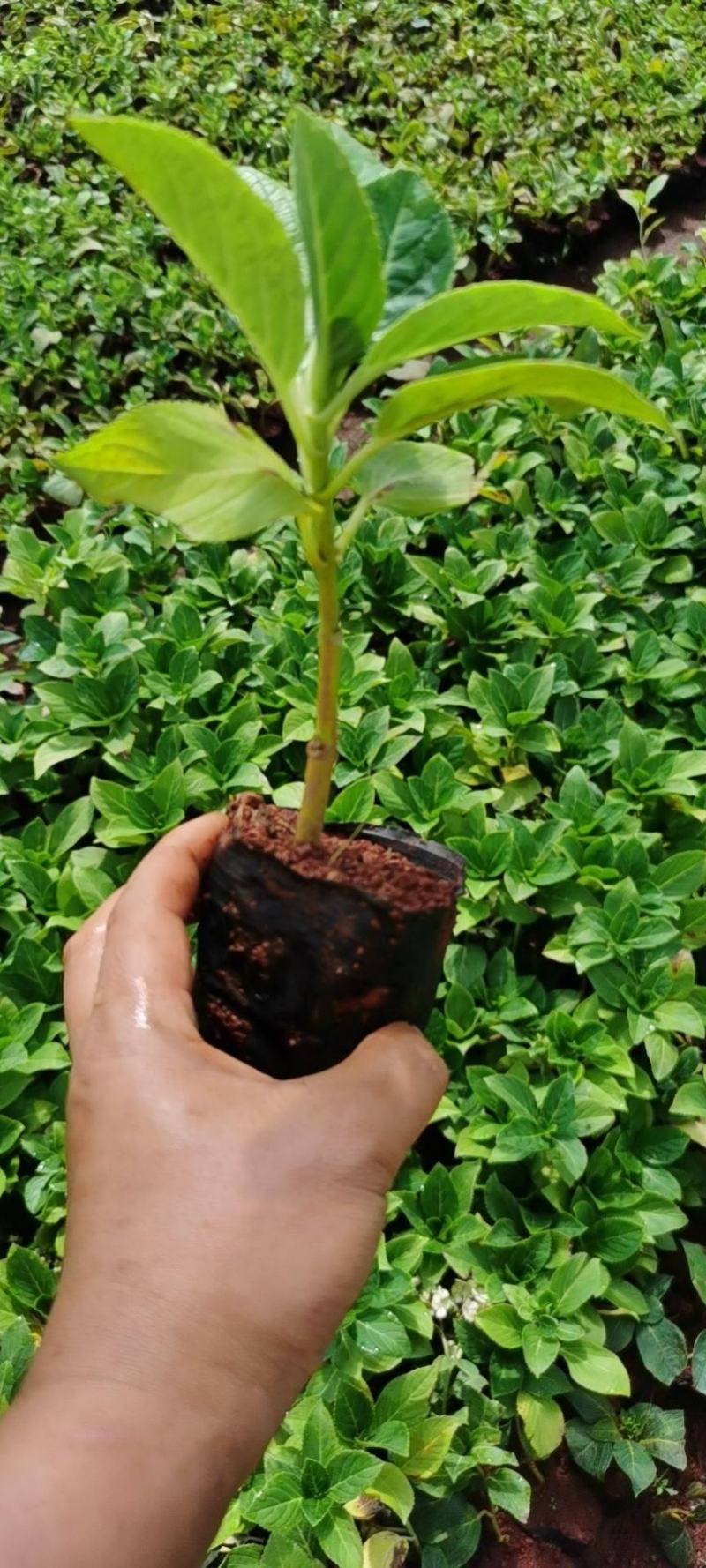 带土的绣球苗，小盆栽球小苗绣球花小苗无尽夏绣球苗