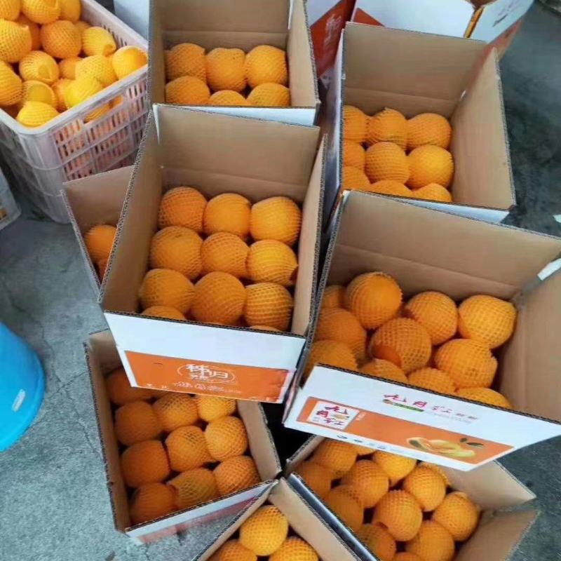 湖北三峡秭归纽荷尔脐橙量大质优，产地直供供电商超市