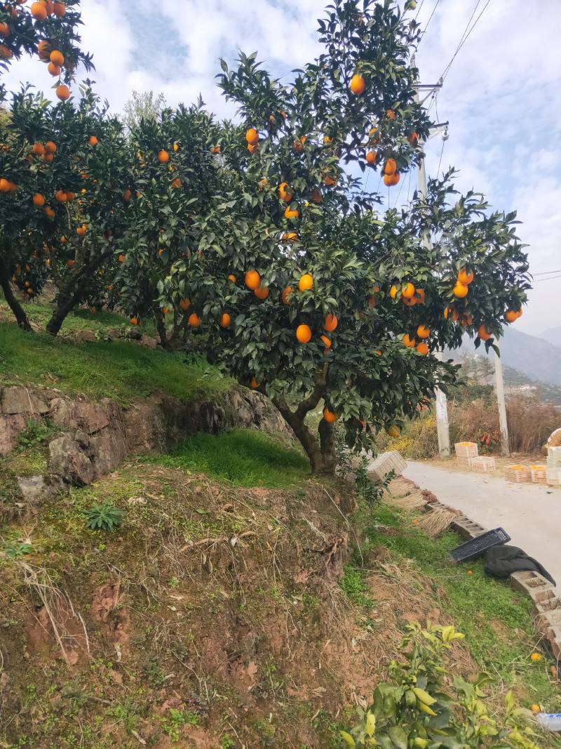 湖北三峡秭归纽荷尔脐橙量大质优，产地直供供电商超市