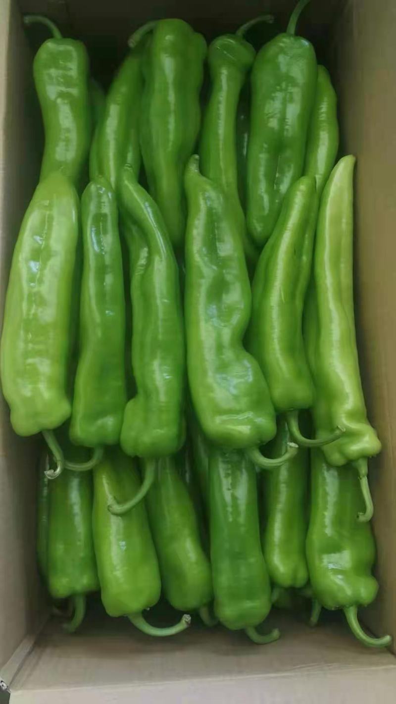 鲜尖椒