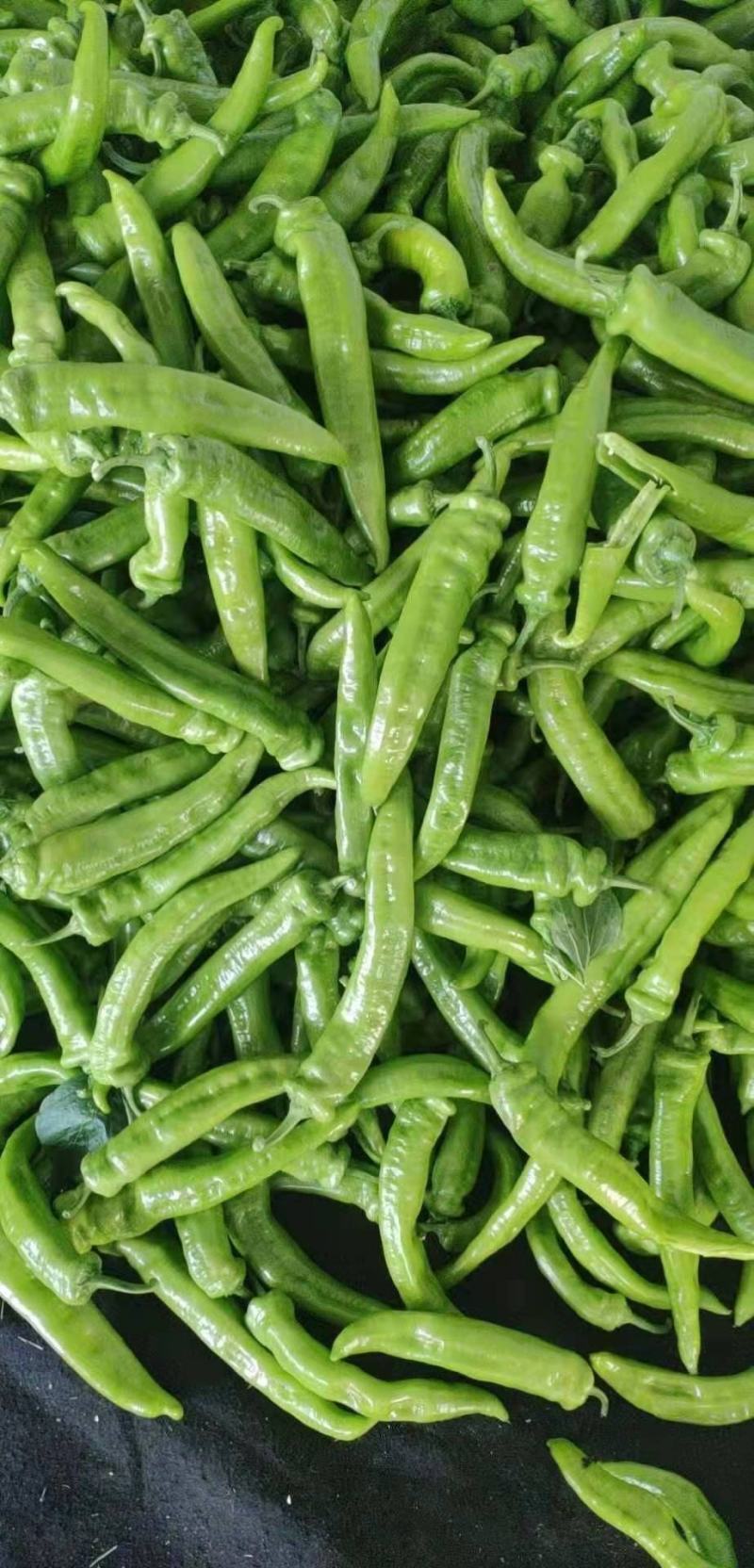 鲜尖椒