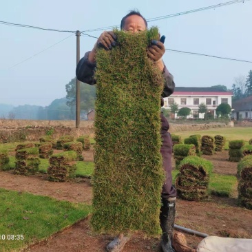 马尼拉草坪，台湾二号草皮，草块，草卷一手货源