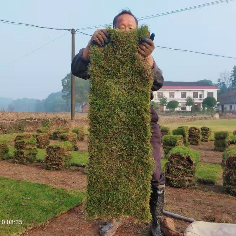 马尼拉草坪，台湾二号草皮，草块，草卷一手货源