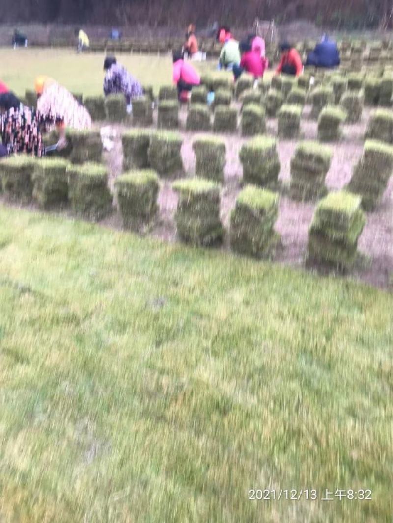马尼拉草坪，台湾二号草皮，草块，草卷一手货源