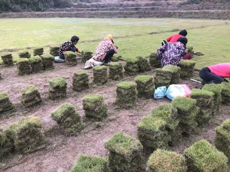 马尼拉草坪，台湾二号草皮，草块，草卷一手货源