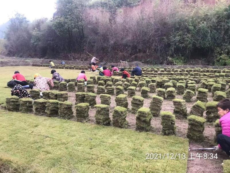 马尼拉草坪，台湾二号草皮，草块，草卷一手货源
